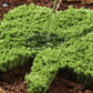 Cute Cartoon Plant Flowers Floor Mat