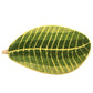 Ownkoti Green Banana Leaf Soft Door Rug