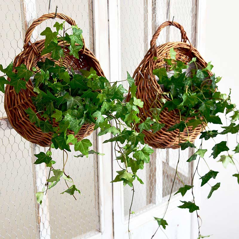 Ownkoti Handwoven Plant Basket with Handle (3PCS)