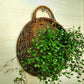 Ownkoti Handwoven Plant Basket with Handle (3PCS)